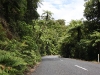 Waipoua Kauri Forest: road through the ancient forest