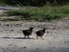 Wairakei Thermal Valley: chicks