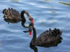 McLaren park: Black Swans (Cygnus atratus - 130 cm)