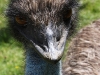 McLaren park: really mean Ostrich, you have to watch ya fingers