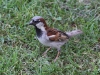 McLaren park: House sparrow (Passer domesticus - 14cm)