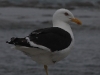 Kaikoura: Black Backed Gull (Larus Dominicanus) - 60cm