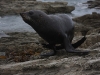 Kaikoura: close seal encounter