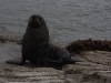 Kaikoura: close seal encounter