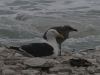 Kaikoura: Black Backed Gull with his young