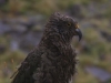 Fiordland: some more Kea