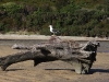 Abel Tasman National Park: Black backed gull guarding its nest