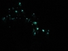 Waitomo caves: night walk among Glow Worms