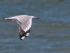 [:cz]Farewell Spit: Red-billed gull (Larus novaehollandiae) - 37cm [:en]Farewell Spit: Red-billed gull (Larus novaehollandiae) - 37cm