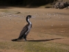 [:cz]Tasman Bay: Pied shag (Phalacrocorax varius) - 81 cm [:en]Tasman Bay: Pied shag (Phalacrocorax varius) - 81 cm