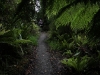 [:cz]Stewart Island: výlet v kapradinách [:en]Stewart Island: trekking in the fern