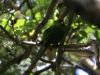 [:cz]Ulva Island: Red-crowned Parakeet (Cyanoramphus novaezelandiae) - 28 cm [:en]Ulva Island: Red-crowned Parakeet (Cyanoramphus novaezelandiae) - 28 cm