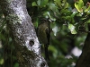 [:cz]Ulva Island: Bellbird (Anthornis melanura) - 20 cm [:en]Ulva Island: Bellbird (Anthornis melanura) - 20 cm