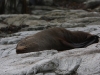 [:cz]Kaikoura: spící tuleň [:en]Kaikoura: sleeping seal