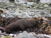 [:cz]Kaikoura: zívající tuleň [:en]Kaikoura: yawning seal
