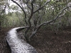 Waitangi: Mangrove forest