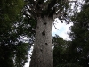 Waipoua Kauri Forest: Tane Mahuta once more