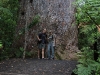 Waipoua Kauri Forest: at the 7th biggest Kauri