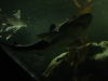 Christchurch - Southern Encounter Aquarium and Kiwi House: a shark