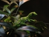 Christchurch - Southern Encounter Aquarium and Kiwi House: green gecko