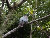 Hokitika: trekking along the river - New Zealand pigeon (Hemiphaga novaeseelandiae) - 51 cm