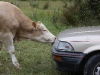 Hokitika take-out: a cow attack